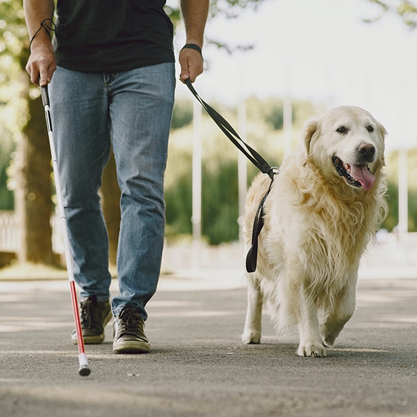 Open Doors: Access to Taxis and Private Hire Vehicles for Guide Dog Owners